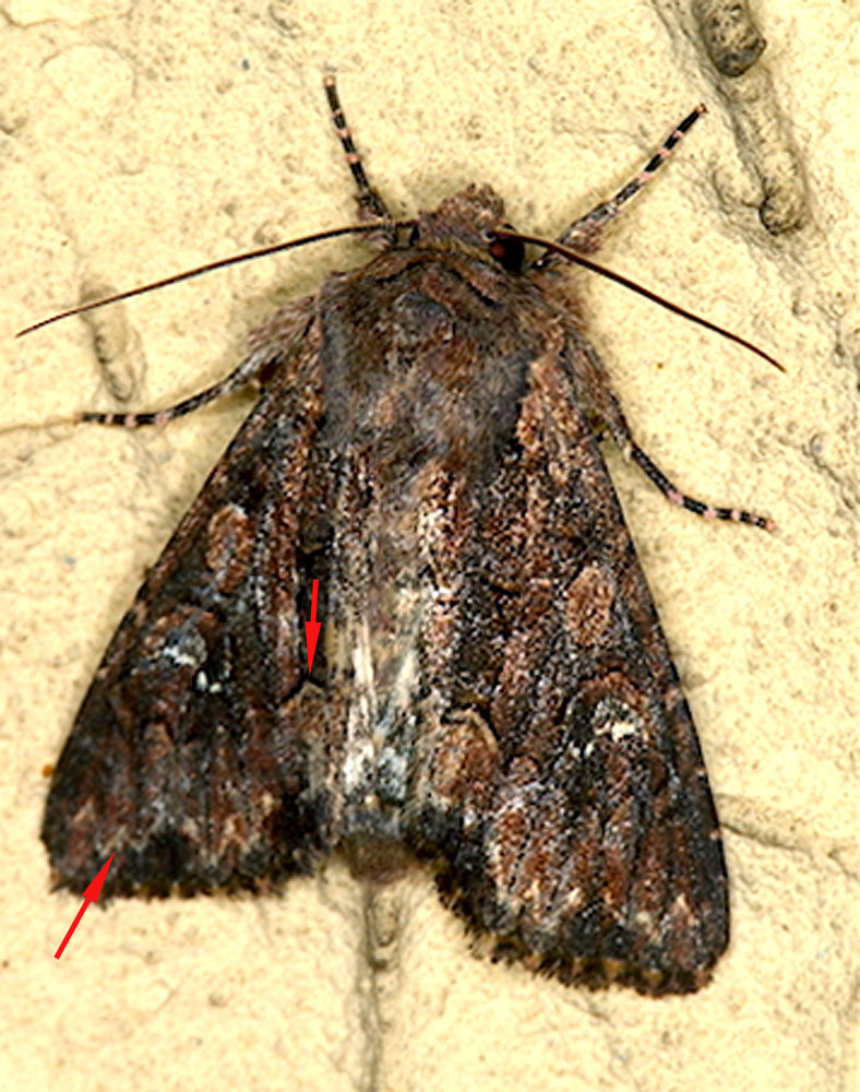 Noctuidae da id - Mniotype solieri